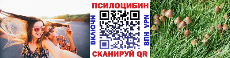 дарнет шоп Борзя Псилоцибиновые грибы мицелий